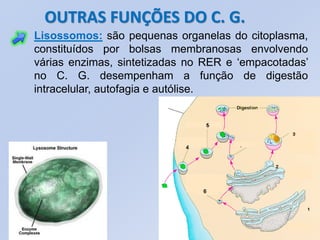 OUTRAS FUNÇÕES DO C. G.
Lisossomos: são pequenas organelas do citoplasma,
constituídos por bolsas membranosas envolvendo
várias enzimas, sintetizadas no RER e ‘empacotadas’
no C. G. desempenham a função de digestão
intracelular, autofagia e autólise.
 