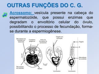 OUTRAS FUNÇÕES DO C. G.
Acrossomo: vesícula presente na cabeça do
espermatozóide, que possui enzimas que
degradam o envoltório celular do óvulo,
possibilitando o processo de fecundação, forma-
se durante a espermiogênese.
 