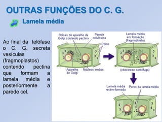 OUTRAS FUNÇÕES DO C. G.
        Lamela média


Ao final da telófase
o C. G. secreta
vesículas
(fragmoplastos)
contendo     pectina
que     formam     a
lamela média e
posteriormente     a
parede cel.
 