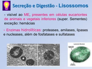 Secreção e Digestão - Lisossomos
- visível ao ME, presentes em células eucariontes
de animais e vegetais inferiores (super. Sementes)
exceção: hemácias
- Enzimas hidrolíticas: proteases, amilases, lipases
e nucleases, além de fosfatases e sulfatases
 