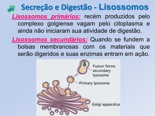 Secreção e Digestão - Lisossomos
Lisossomos primários: recém produzidos pelo
  complexo golgiense vagam pelo citoplasma e
  ainda não iniciaram sua atividade de digestão.
Lisossomos secundários: Quando se fundem a
  bolsas membranosas com os materiais que
  serão digeridos e suas enzimas entram em ação.
 