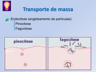 Transporte de massa
Endocitose (englobamento de partículas)
  Pinocitose
  Fagocitose
 