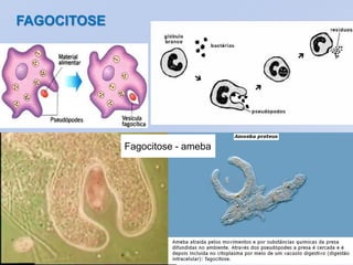 FAGOCITOSE




             Fagocitose - ameba
 