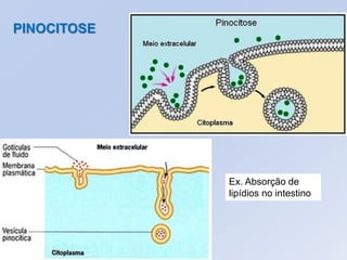 PINOCITOSE




             Ex. Absorção de
             lipídios no intestino
 