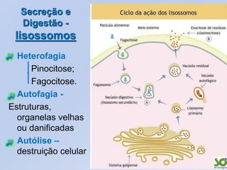 Secreção e
   Digestão -
 lisossomos
  Heterofagia
      Pinocitose;
      Fagocitose.
  Autofagia -
Estruturas,
  organelas velhas
  ou danificadas
  Autólise –
  destruição celular
 