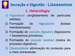 Secreção e Digestão - Lisossomos
           1. Heterofagia
1) Fagocitose (englobamento de partículas
   sólidas);
2) Formação      do     fagossomo    (bolsas
   membranosas);
3) Formação do vacúolo digestivo (fagossomo
   + lisossomos primários);
4) Formação do vacúolo residual (restos do
   processo digestivo);
5) Clasmocitose: eliminação do conteúdo para
   o meio extracelular.
 