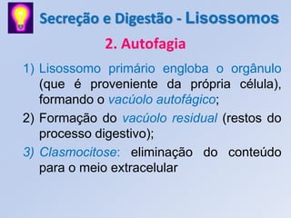 Secreção e Digestão - Lisossomos
             2. Autofagia
1) Lisossomo primário engloba o orgânulo
   (que é proveniente da própria célula),
   formando o vacúolo autofágico;
2) Formação do vacúolo residual (restos do
   processo digestivo);
3) Clasmocitose: eliminação do conteúdo
   para o meio extracelular
 