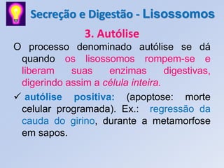 Secreção e Digestão - Lisossomos
                3. Autólise
O processo denominado autólise se dá
 quando os lisossomos rompem-se e
 liberam    suas    enzimas        digestivas,
 digerindo assim a célula inteira.
 autólise positiva: (apoptose: morte
 celular programada). Ex.: regressão da
 cauda do girino, durante a metamorfose
 em sapos.
 