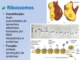 Ribossomos
• Constituição:
  duas
  subunidades de
  tamanhos
  diferentes,
  formados por
  RNA
  ribossômico e
  proteínas.
• Função:
  síntese
  (produção) de
  proteínas.
 