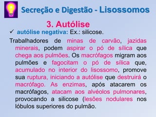 Secreção e Digestão - Lisossomos
             3. Autólise
 autólise negativa: Ex.: silicose.
Trabalhadores de minas de carvão, jazidas
  minerais, podem aspirar o pó de sílica que
  chega aos pulmões. Os macrófagos migram aos
  pulmões e fagocitam o pó de sílica que,
  acumulado no interior do lisossomo, promove
  sua ruptura, iniciando a autólise que destruirá o
  macrófago. As enzimas, após atacarem os
  macrófagos, atacam aos alvéolos pulmonares,
  provocando a silicose (lesões nodulares nos
  lóbulos superiores do pulmão.
 