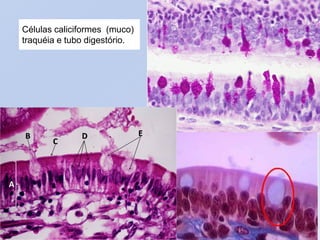 Células caliciformes (muco)
traquéia e tubo digestório.
 