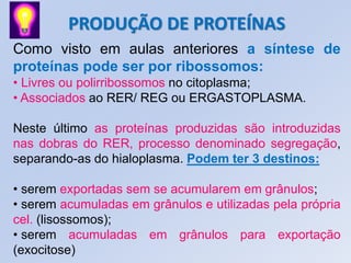 PRODUÇÃO DE PROTEÍNAS
Como visto em aulas anteriores a síntese de
proteínas pode ser por ribossomos:
• Livres ou polirribossomos no citoplasma;
• Associados ao RER/ REG ou ERGASTOPLASMA.

Neste último as proteínas produzidas são introduzidas
nas dobras do RER, processo denominado segregação,
separando-as do hialoplasma. Podem ter 3 destinos:

• serem exportadas sem se acumularem em grânulos;
• serem acumuladas em grânulos e utilizadas pela própria
cel. (lisossomos);
• serem acumuladas em grânulos para exportação
(exocitose)
 