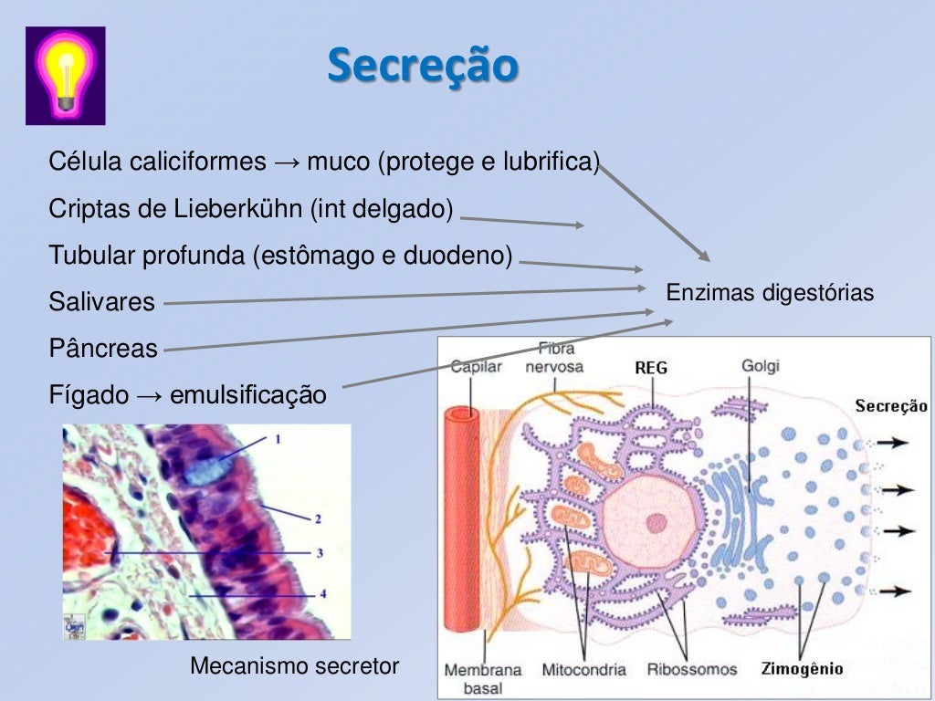 Aula 5 secreção e digestão celular