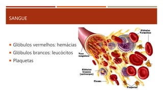  Glóbulos vermelhos: hemácias
 Glóbulos brancos: leucócitos
 Plaquetas
SANGUE
 