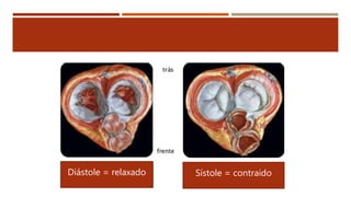 Diástole = relaxado Sístole = contraido
 