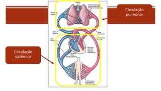 Circulação
pulmonar
Circulação
sistêmica
 