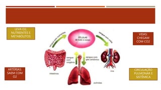 ARTÉRIAS:
SAEM COM
O2
VEIAS:
CHEGAM
COM CO2
LEVA O2,
NUTRIENTES E
METABÓLITOS
CIRCULAÇÃO
PULMONAR E
SISTÊMICA
 