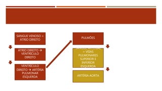 SANGUE VENOSO =
ÁTRIO DIREITO
ÁTRIO DIREITO 
VENTRÍCULO
DIREITO
VENTRÍCULO
DIREITO  ARTÉRIA
PULMONAR
ESQUERDA
PULMÕES
SANGUE ARTERIAL
= VEIAS
PULMONARES
SUPERIOR E
INFERIOR
ESQUERDA
ARTÉRIA AORTA
 