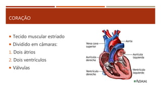 CORAÇÃO
 Tecido muscular estriado
 Dividido em câmaras:
1. Dois átrios
2. Dois ventrículos
 Válvulas
 