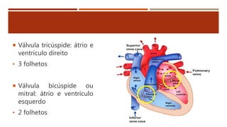  Válvula tricúspide: átrio e
ventrículo direito
• 3 folhetos
 Válvula bicúspide ou
mitral: átrio e ventrículo
esquerdo
• 2 folhetos
 