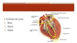  Formato de cone:
1. Base
2. Ápice
3. Septo
 
