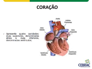 CORAÇÃO
 