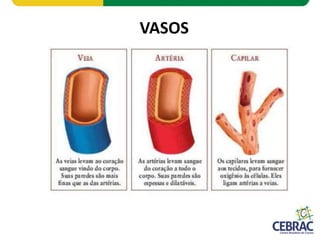 VASOS
 