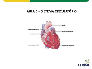 AULA 5 – SISTEMA CIRCULATÓRIO
 