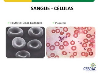 SANGUE - CÉLULAS
 