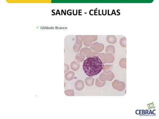 SANGUE - CÉLULAS
 