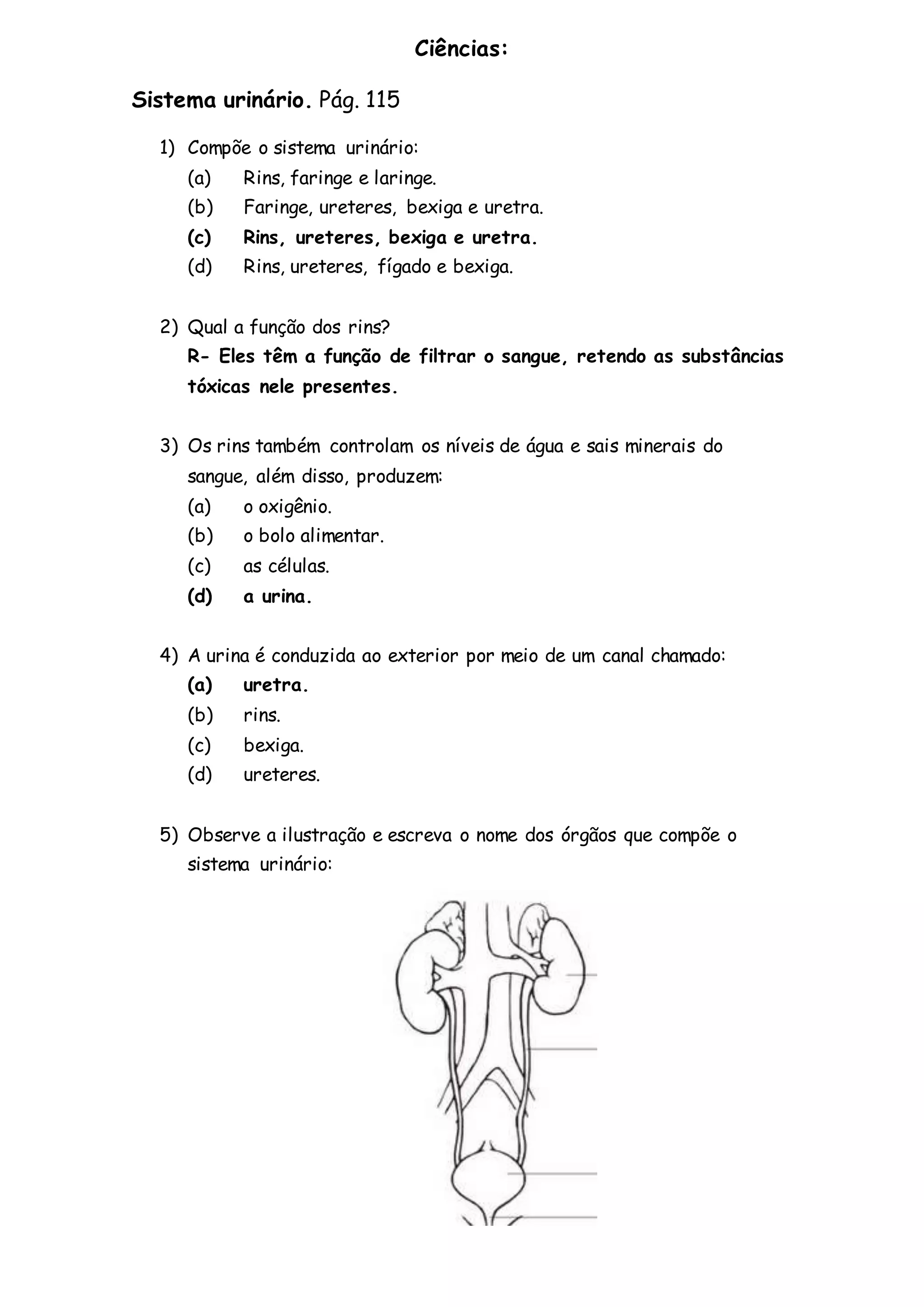 Aula 5 sistema urinário. | DOCX