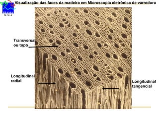 Transversal
ou topo
Longitudinal
tangencial
Longitudinal
radial
Visualização das faces da madeira em Microscopia eletrônica de varredura
 