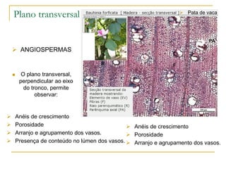 Plano transversal
 O plano transversal,
perpendicular ao eixo
do tronco, permite
observar:
 ANGIOSPERMAS
 Anéis de crescimento
 Porosidade
 Arranjo e agrupamento dos vasos.
 Presença de conteúdo no lúmen dos vasos.
 Anéis de crescimento
 Porosidade
 Arranjo e agrupamento dos vasos.
 Pata de vaca
 