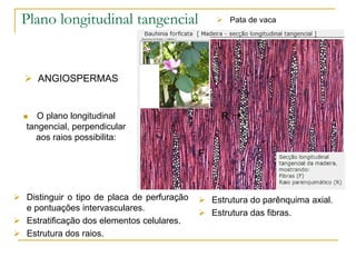Plano longitudinal tangencial
 O plano longitudinal
tangencial, perpendicular
aos raios possibilita:
 ANGIOSPERMAS
 Distinguir o tipo de placa de perfuração
e pontuações intervasculares.
 Estratificação dos elementos celulares.
 Estrutura dos raios.
 Estrutura do parênquima axial.
 Estrutura das fibras.
 Pata de vaca
 