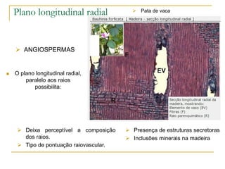 Plano longitudinal radial
 O plano longitudinal radial,
paralelo aos raios
possibilita:
 ANGIOSPERMAS
 Deixa perceptível a composição
dos raios.
 Tipo de pontuação raiovascular.
 Presença de estruturas secretoras
 Inclusões minerais na madeira
 Pata de vaca
 