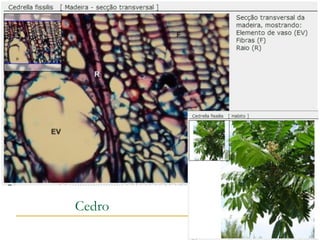 Cedro
 