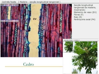 Cedro
 