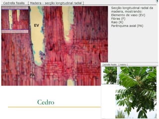 Cedro
 
