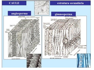 Madeira: Células do xilema
 FIBROTRAQUEÍDES: São células
longas, extremidades afiladas, parede
relativamente espessada, lignificada,
pontuações aureoladas, com aberrtura
 GIMNOSPERMAS
 