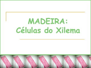 MADEIRA:
Células do Xilema
 