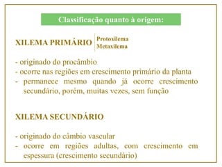 XILEMA PRIMÁRIO
- originado do procâmbio
- ocorre nas regiões em crescimento primário da planta
- permanece mesmo quando já ocorre crescimento
secundário, porém, muitas vezes, sem função
XILEMA SECUNDÁRIO
- originado do câmbio vascular
- ocorre em regiões adultas, com crescimento em
espessura (crescimento secundário)
Classificação quanto à origem:
Protoxilema
Metaxilema
 