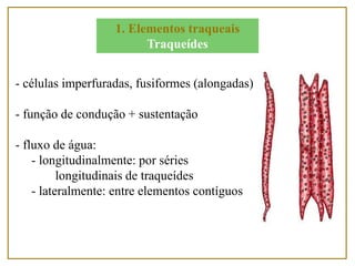 - células imperfuradas, fusiformes (alongadas)
- função de condução + sustentação
- fluxo de água:
- longitudinalmente: por séries
longitudinais de traqueídes
- lateralmente: entre elementos contíguos
1. Elementos traqueais
Traqueídes
 