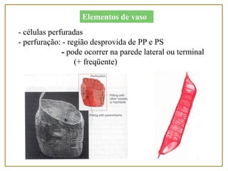 - células perfuradas
- perfuração: - região desprovida de PP e PS
- pode ocorrer na parede lateral ou terminal
(+ freqüente)
Elementos de vaso
 