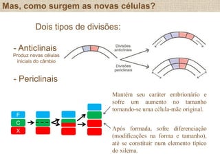 Mas, como surgem as novas células?
F
C
X
Mantém seu caráter embrionário e
sofre um aumento no tamanho
tornando-se uma célula-mãe original.
Após formada, sofre diferenciação
(modificações na forma e tamanho),
até se constituir num elemento típico
do xilema.
Dois tipos de divisões:
- Anticlinais
- Periclinais
Produz novas células
iniciais do câmbio
 