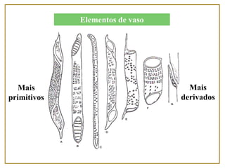 Elementos de vaso
Mais
primitivos
Mais
derivados
 