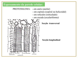Secção transversal
Secção longitudinal
Espessamento da parede celular:
PROTOXILEMA: - em anéis (anelar)
- em espirais (espiral ou helicoidal)
- em retículos (reticulado)
- em escada (escalariforme)
 