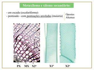- em escada (escalariforme)
- pontoado - com pontoações areoladas (maioria)
PX MX X2o
Metaxilema e xilema secundário:
Opostas
Alternas
X1º X2o
 