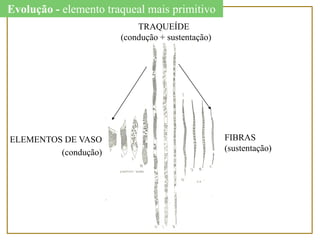 TRAQUEÍDE
(condução + sustentação)
ELEMENTOS DE VASO
(condução)
FIBRAS
(sustentação)
Evolução - elemento traqueal mais primitivo
 