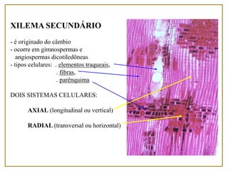 XILEMA SECUNDÁRIO
- é originado do câmbio
- ocorre em gimnospermas e
angiospermas dicotiledôneas
- tipos celulares: . elementos traqueais,
. fibras,
. parênquima
DOIS SISTEMAS CELULARES:
AXIAL (longitudinal ou vertical)
RADIAL (transversal ou horizontal)
 