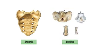 SACRAIS CAUDAIS
 